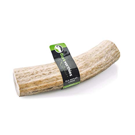 Barkworthies Whole Elk Antler - Image 3