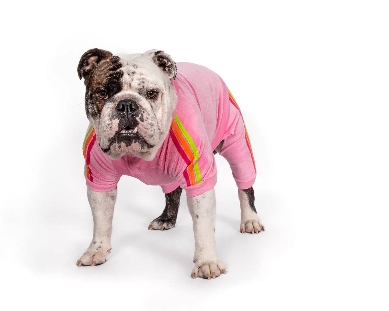 Fabdog Velour Joggers - Image 5